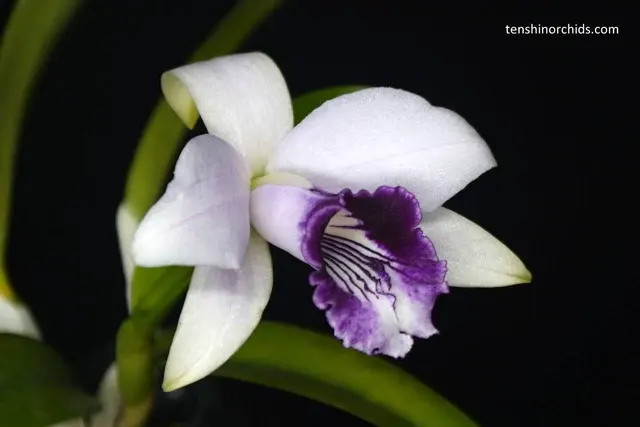 Laelia dayana coerulea x sib ex