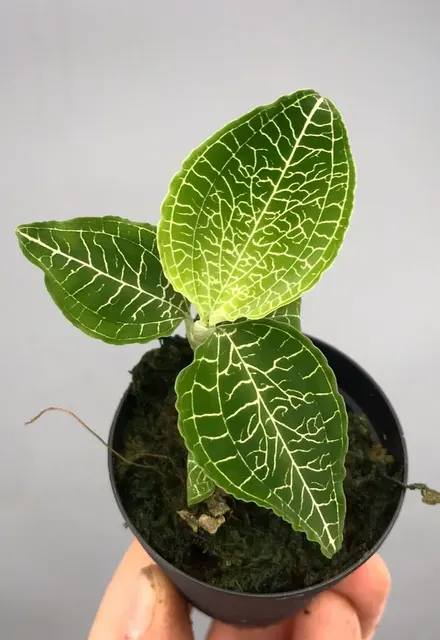 Goodyera micholitziana (Goodyera)