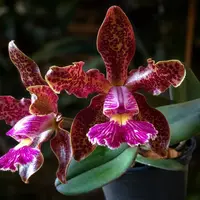 Cattleya schilleriana - parfumata