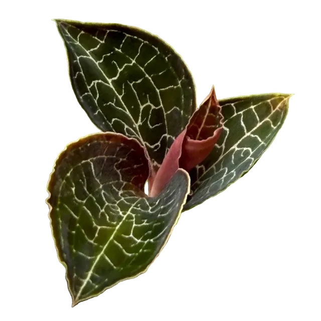 Ludisia discolor 'Mascot' (Ludisia)