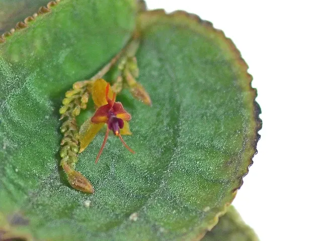 Lepanthes tentaculata (Lepanthes)