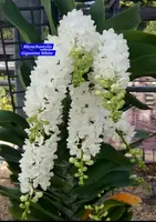 Rhynchostylis White 2 Fragrance Orchid