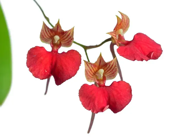 Comparettia x maloi (Comparettia)