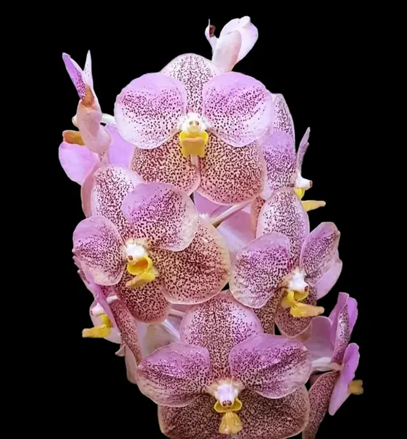Vanda Perry Como (Vanda)