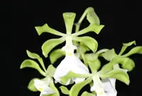 E. cordigera alba (EN27AA) (- Encyclia ) E.=Encyclia