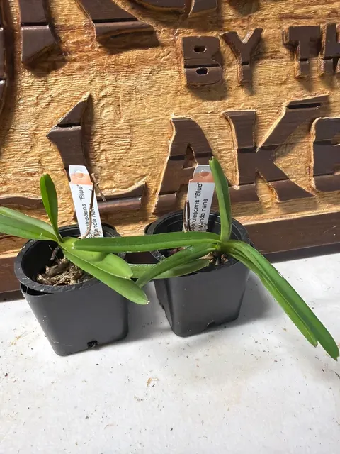 Vanda coerulescens x nana (Vanda)