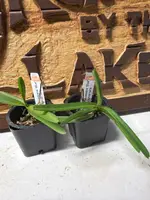 Vanda coerulescens ‘Blue’ x nana