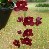 Cyclodes Jumbo Rosy