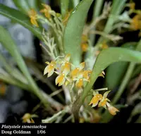 Platystele stenostachya