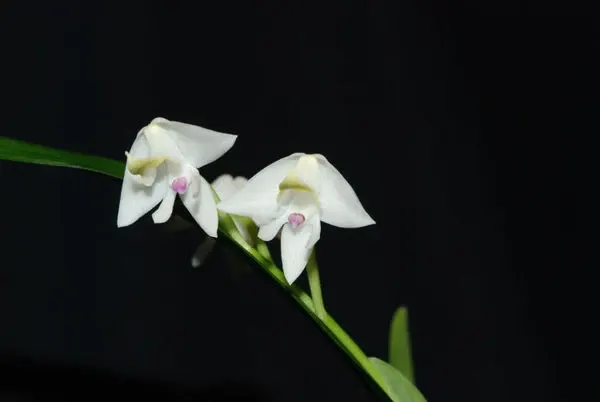 Polystachya fallax