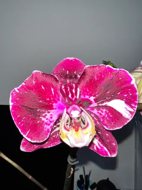 Phalaenopsis Witchcraft