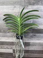 Vanda Suwannaphum Butterfly