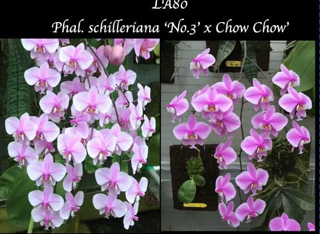 Phalaenopsis schilleriana x 'No3'