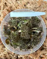 FLASK Dossinia marmorata JEWEL ORCHIDS