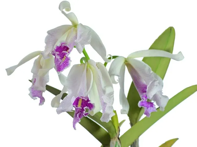 Cattleya maxima f semialba 'Angel'