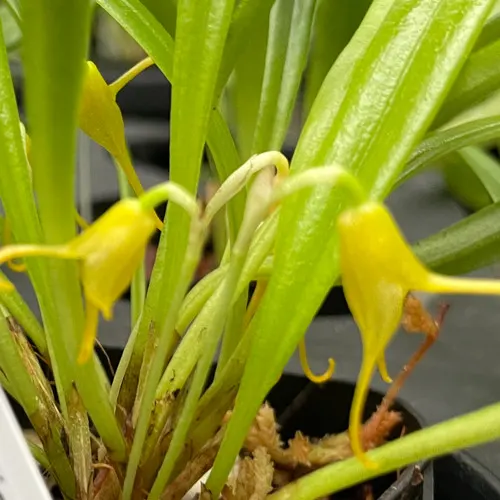Masdevallia herradurae xanthina (Masdevallia)