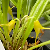 Masdevallia herradurae xanthina