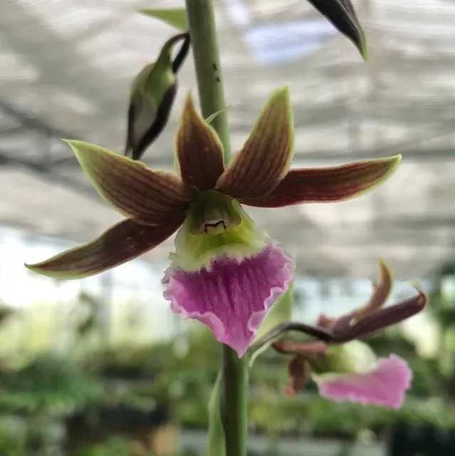 Eulophia euglossa X guinensis