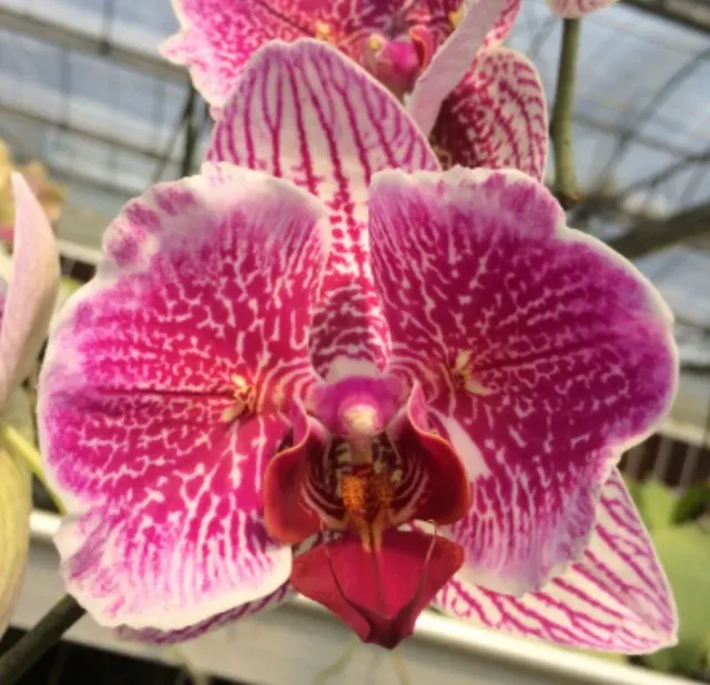 Phalaenopsis Joy Precious Coral MC
