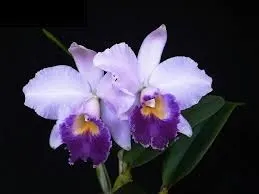Cattleya Hiroshima Melody 'Blue Genie'