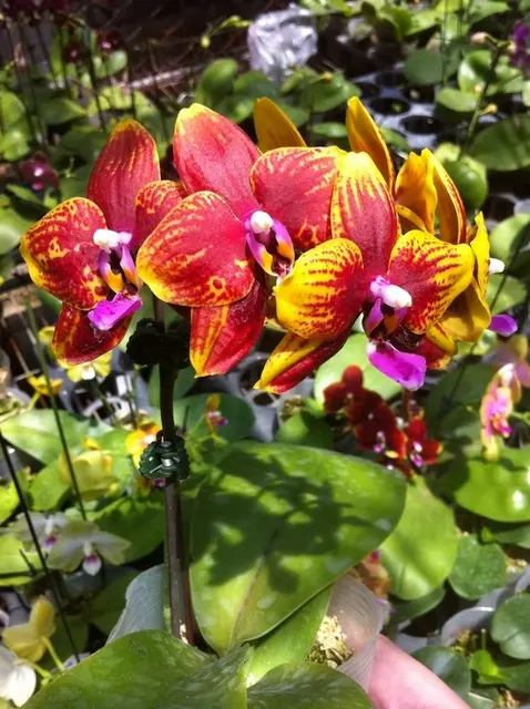 Phalaenopsis Allura 'Vesuvius'