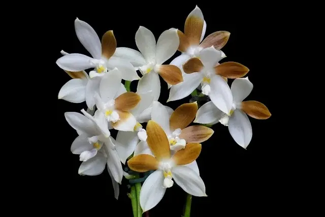 Phalaenopsis tetraspis 'Wilson' (Phalaenopsis)