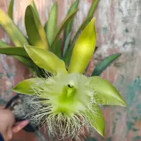 Rhyncholaelia digbyana (syn. Brassavola digbyana)