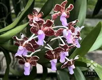 Vanda limbata
