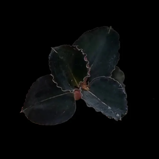Anoectochilus brevilabris 'Black Swan'