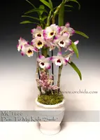 Den. To My Kids 'Smile , Note : Amazing Fragrance ' (Den. Hagoromo x Den. White Christmas)