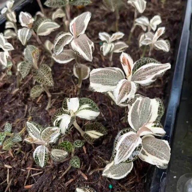 Anoectochilus roxburghii 'Albomarginata' (Anoectochilus)