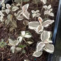 Anoectochilus roxburghii 'Albomarginata'