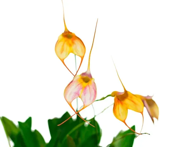 Masdevallia Alyssa Maria (Masdevallia)