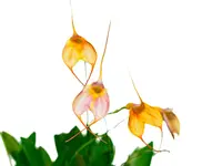 Masdevallia Alyssa Maria