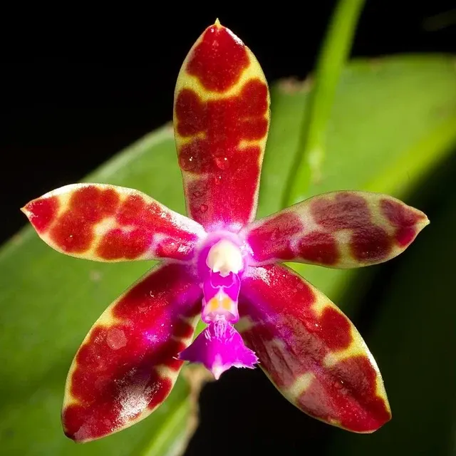 Phalaenopsis bastianii 'Red'
