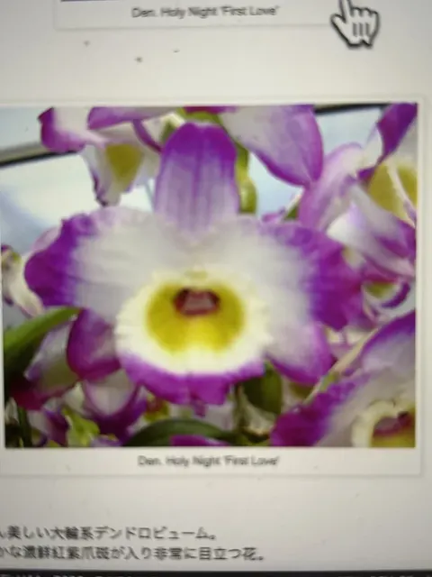 Dendrobium Holy Night 'First Love'