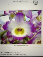Orchid Plant - 1 Rooted Stem - Dendrobium Holy Night First Love - Exotic Flowering Houseplant