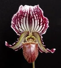 Paphiopedilum fairiaenum (Paphiopedilum)