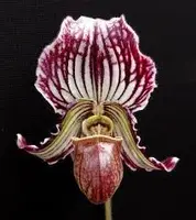 Paphiopedilum fairiaenum (Big Red x Turban King)