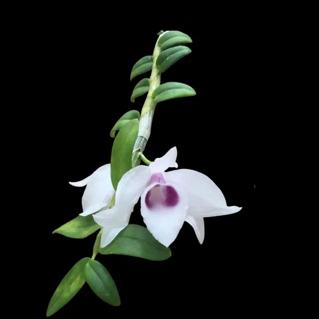 Dendrobium anosmum huttonii var coerulea