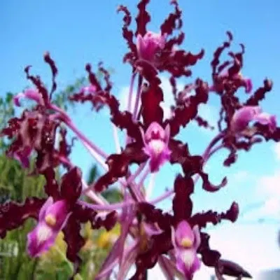 Schomburgkia undulata var chocolate sp (Schomburgkia)