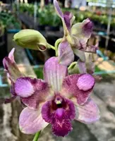 Individual Orchid - Dendrobium - Nopporn Star Bright #790