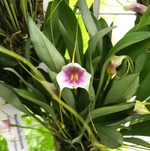 Masdevallia exquisita