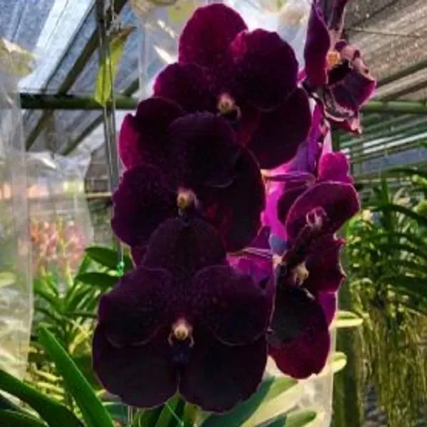 Vanda Somsri Blue Classic X Vanda Kasem Delight “Black” (Vanda)