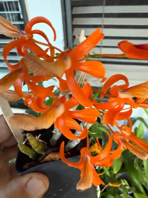 Dendrobium unicum tangerine tango x tangerine jewel