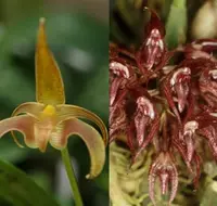 Bulbophyllum lobbii x lasianthum
