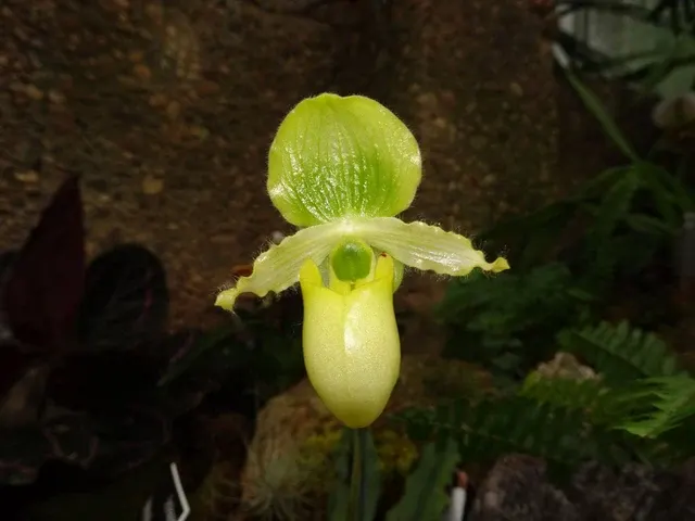 Paphiopedilum primulinum x self