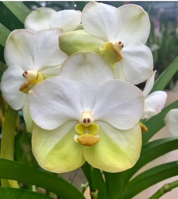 Vanda Muang Thong (Vanda)