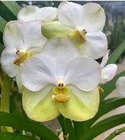 Vanda Muang thong