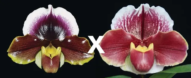 Paphiopedilum California Girl ‘Big Bear’ B/CSA X ‘Red Moon Rising’ (Paphiopedilum)